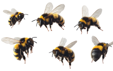 Realistic photo of bumblebees flying, transparent background