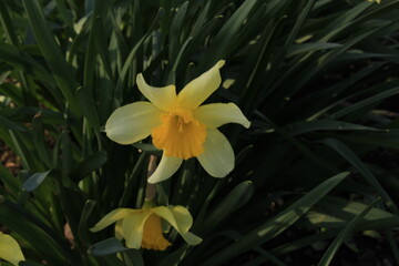 A yellow flower surrounded by green leaves