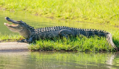 alligator showing it's teeth