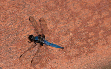 blue dragon fly sitting on a red brick