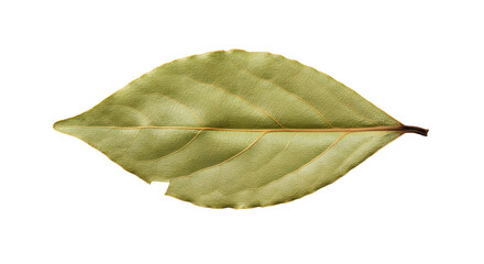Single dried bay leaf with jagged edges on transparent background
