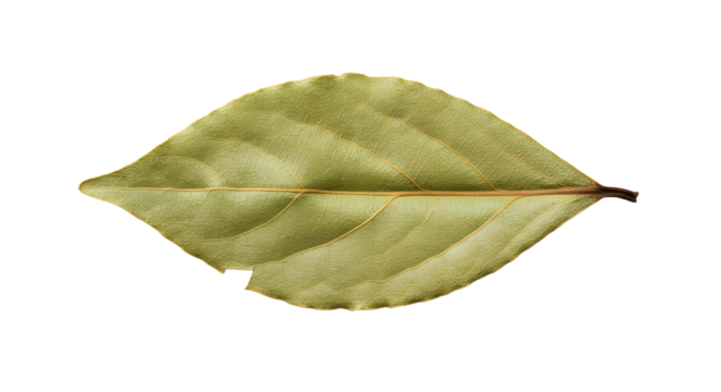Single dried bay leaf with jagged edges on transparent background