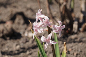 Zakwitnięte kwiaty, fioletowe, małe © Adam