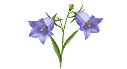 Isolated Bluebells Flowers