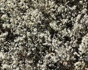 Blooming trees covered in intense white flowers create a stunning contrast against the blue sky. Their delicate petals fill the air with the scent of spring.

