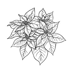 Cluster of poinsettia flowers with detailed leaves in hand-drawn style on white background, concept of botanical elegance and floral design