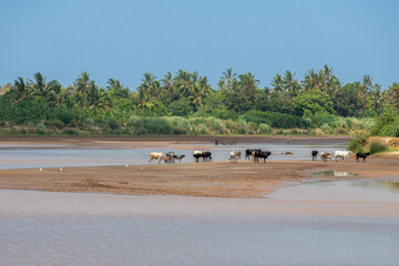 stado kr&oacute;w u wodopoju