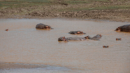 Rodzina hipopotamów nilowych (Hippopotamus amphibius) kąpiących się w rzece Galana. Kenia, Afryka © Kamil_k2p