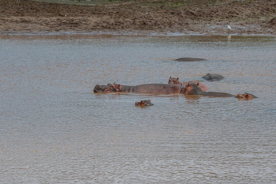 Fototapeta rodzina hipopotamów pływająca w rzece w Kenii