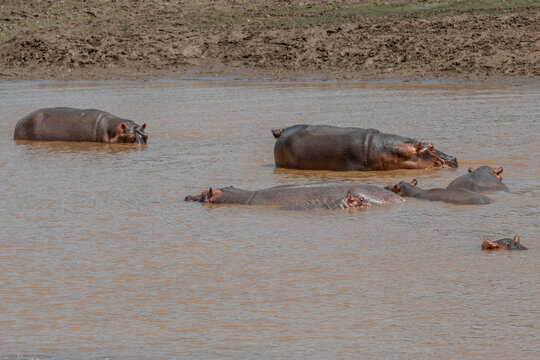 Fototapeta Rodzina hipopotamów nilowych (Hippopotamus amphibius) kąpiących się w rzece Galana. Kenia, Afryka