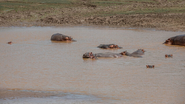 Fototapeta Rodzina hipopotamów nilowych (Hippopotamus amphibius) kąpiących się w rzece Galana. Kenia, Afryka