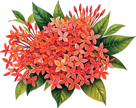 watercolor Ixora bouquet illustration on a white background