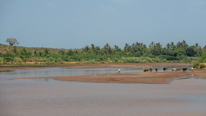 stado kr&oacute;w pijące wodę w zakolu rzeki