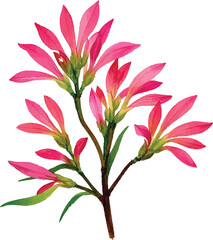 Kangaroo Paw bouquet flower bouquet vector illustration