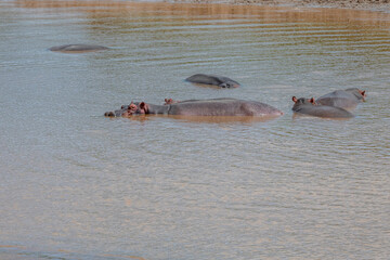 Rodzina hipopotamów nilowych (Hippopotamus amphibius) kąpiących się w rzece Galana. Kenia, Afryka © Kamil_k2p