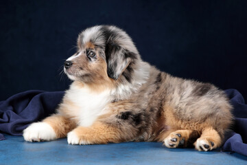 Obraz premium Cute Australian Shepherd puppy on blue background