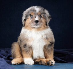 Fototapeta premium Cute Australian Shepherd puppy on blue background
