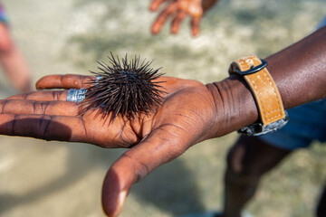 świeżo złapany jeżowiec (Echinoidea) na dłoni przewodnika podczas blue safari w Kenii okolicy Mombasy
