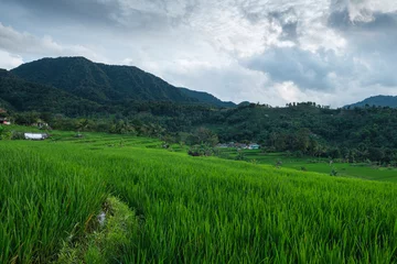 Idyllic Green Rice Field Landscape with Mountains and Dramatic Cloudy Sunset © Rachmattt