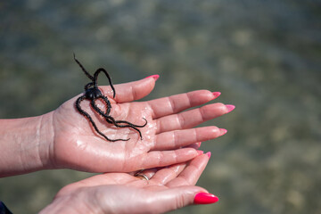 Wężowidła - Brittle stars, denne zwierzęta morskie, o gwiaździstej budowie ciała podobnej do rozgwiazd. Osobnik na kobiecej dłoni, Ocean Indyjski, safari morskie, Kenia
