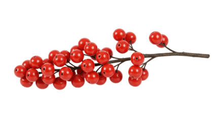 Isolated Red Berries on Branch