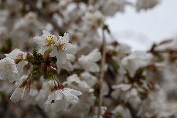 Cherry Blossom buds blooming in early April.