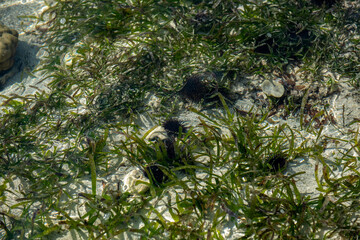 jeżowce żyjące na płytkiej wodzie otaczającej brzeg Kenii