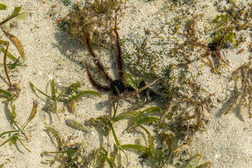 Wężowidła - Brittle stars, denne zwierzęta morskie, o gwiaździstej budowie ciała podobnej do rozgwiazd. Ocean Indyjski, safari morskie, Kenia