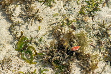 mała pomarańczowa muszelka na dnie oceanu u wybrzeży Kenii © Kamil_k2p