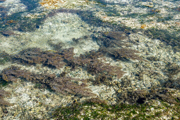 roślinność porastająca przybrzeżną lagunę