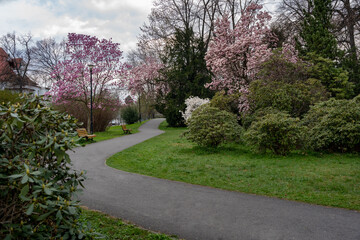 View of a winding path through a spring park lined with blossoming magnolia trees and lush greenery. Peaceful nature scene with benches and flowering trees in bloom.