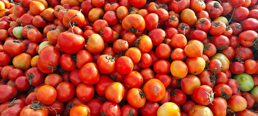 A pile of fresh tomato open sell in Indian market.