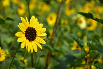 Yellow flowers in the garden. Sunflowers are annual flowering plants in the Asteraceae family known for their large, yellow flower heads. Pressing the seeds of the plant sunflower oil is produced . 