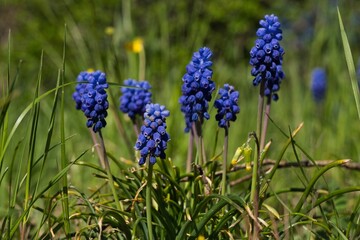 Delicate spring scene featuring grape hyacinths in full bloom. The blue flowers emerge gently from the green grass, creating a harmonious and vibrant natural composition
