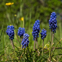 Delicate spring scene featuring grape hyacinths in full bloom. The blue flowers emerge gently from the green grass, creating a harmonious and vibrant natural composition