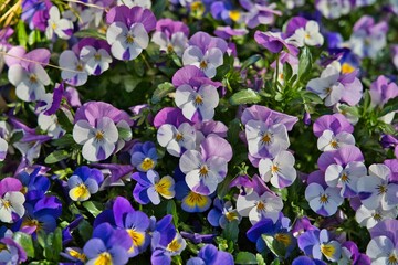 A vibrant cluster of pansies in shades of purple, white, and yellow. Their heart-shaped petals create a playful and colorful scene, perfect for nature and gardening themes.