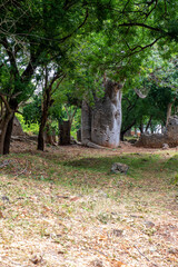 ogromnych rozmiarów baobab rosnący w parku pośród∂ ruin średniowiecznego miasta Gedi