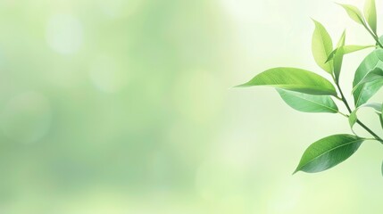 Obraz premium Closeup of vibrant green leaf with softly blurred background single