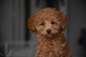 Adorable baby dog poodle portre