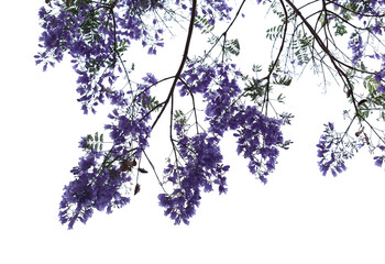 Flowers of blue jacaranda, Jacaranda mimosifolia, isolated on white 
