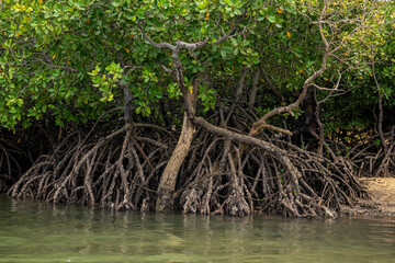 Mangrowce. Mtwapa Creek. Chroniony ekosystem namorzynowy w pobliżu Watamu, Kenia, Afryka
