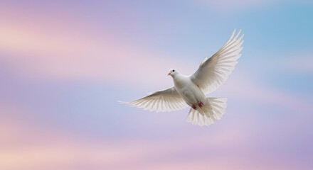 Fototapeta premium White dove soaring in pastel sky
