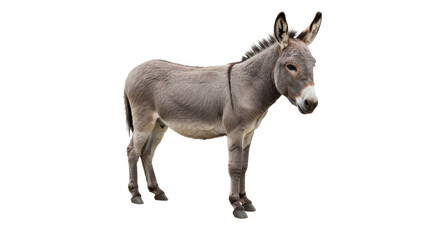 Isolated Donkey