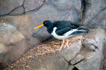 The Sandpiper-magpie bird (Latin Haematopus ostralegus) is black and white in color with a yellow beak standing on rocks against a background of stones. Birds, ornithology, ecology.