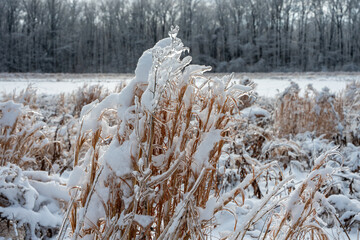 Close up of frozen wheat plants in a meadow covered in snow and ice