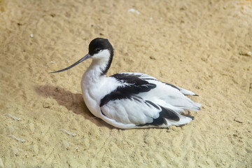An awl-billed bird sitting on the sand with a long beak on a sunny day. Birds, ornithology, ecology.
