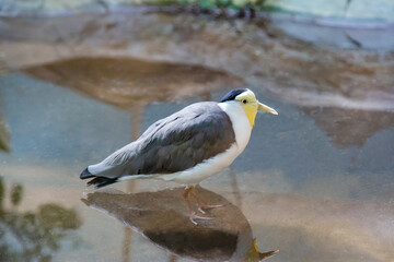 A soldier's lapwing bird (Latin Vanellus miles novaehollandiae) with a yellow beak standing in the water against a background of rocks. Birds, ornithology, ecology.