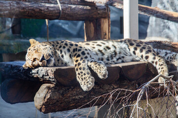 A leopard with beautiful spots sleeps on logs on a sunny day.  Animals, mammals, predators.