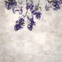 stylish square textured old paper background with Flowers of blue jacaranda, Jacaranda mimosifolia