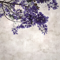 stylish square textured old paper background with Flowers of blue jacaranda, Jacaranda mimosifolia